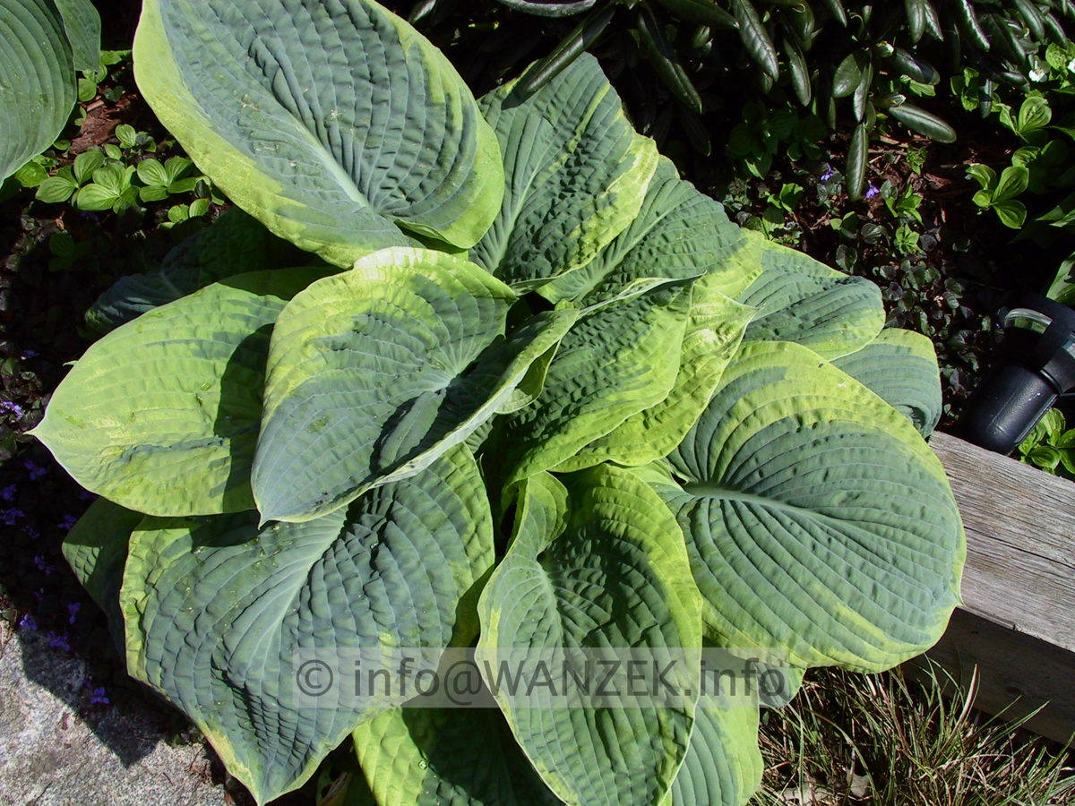 Hosta Hybride Samurai 03.jpg